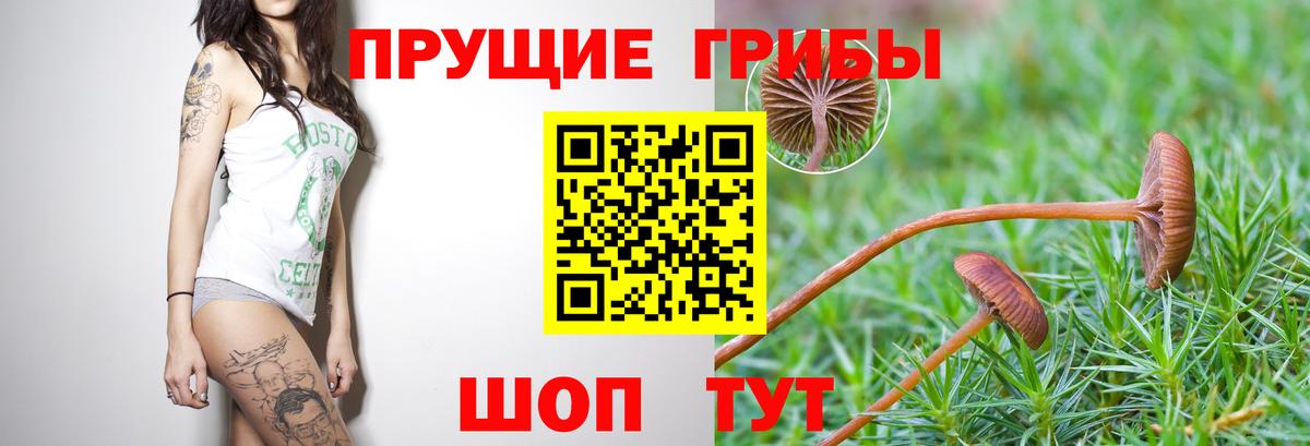 Кохма  Галлюциногенные грибы MAGIC MUSHROOMS  Псилоцибиновые грибы мухоморы  Вход с VPN 